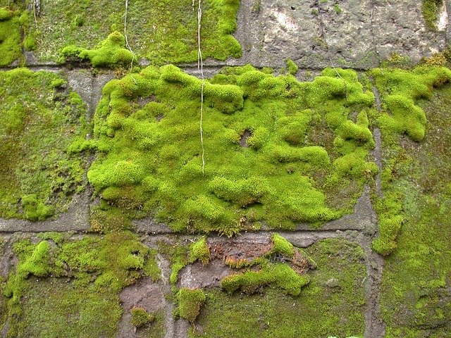 Zelené steny a obrazy